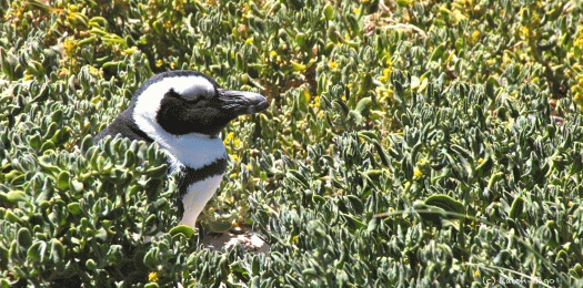 pinguin-im-salat